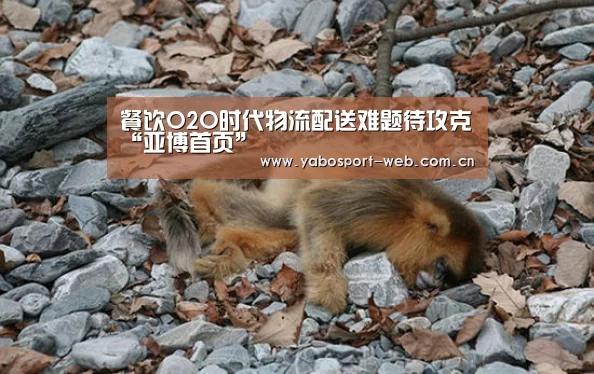 餐饮O2O时代物流配送难题待攻克“亚博首页”(图3) 亚博官网